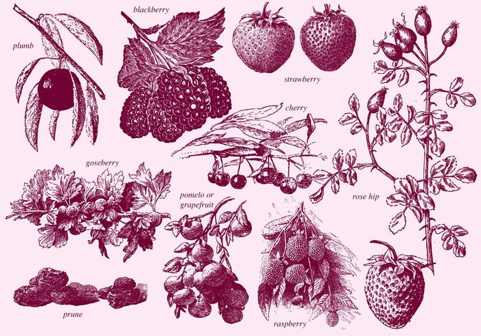Vintage Berries Vintage Berries