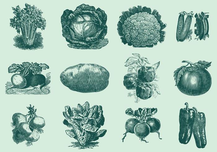 Vintage Vegetables vector