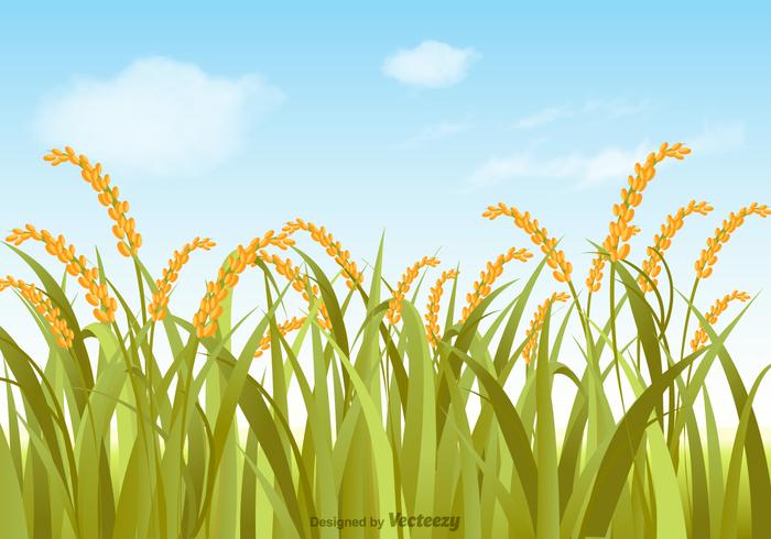 Vector Rice Field Illustration 123771 Vector Art at Vecteezy