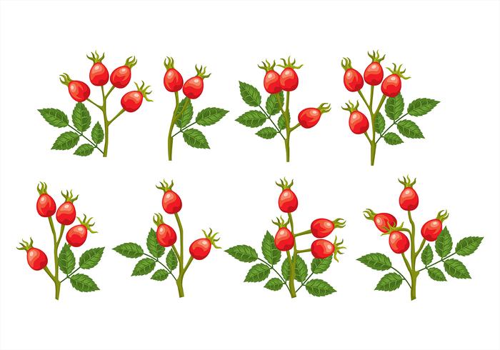 Rosehip icons Rosehip icons