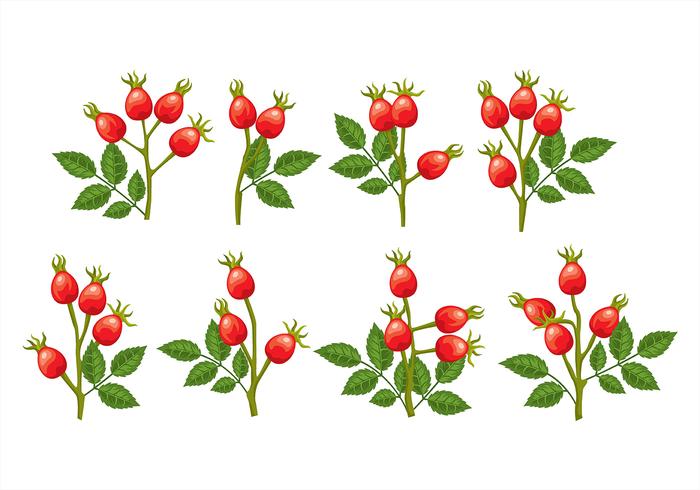 Rosehip icons vector