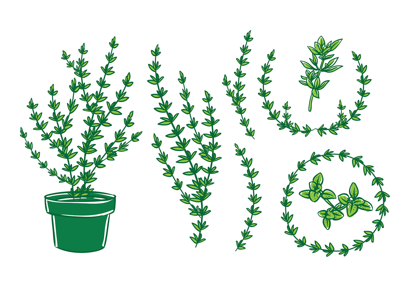 Thyme Vector Art, Icons, and Graphics for Free Download