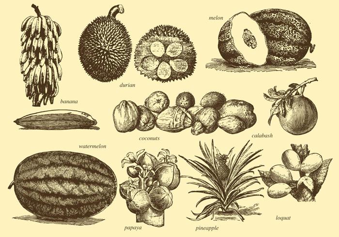 Vintage Tropical Fruits vector