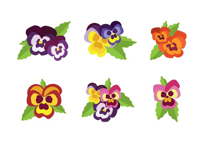 Pansy Vector