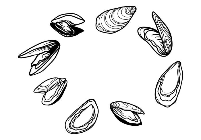 Free Hand Drawn Mussel Vector
