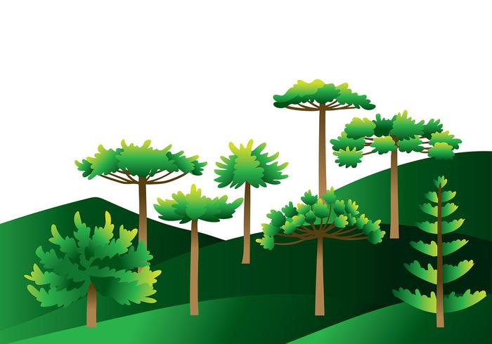 Araucaria Tree Vector Araucaria Tree Vector