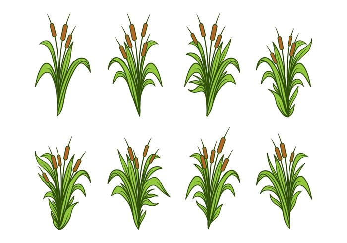 Mano libre dibujado Cattails Vector Set