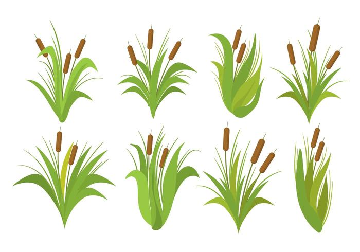 Free Cattails Vector Set