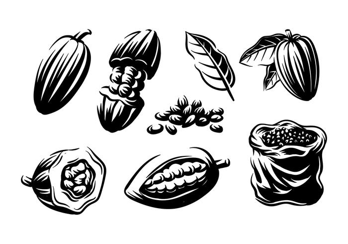 Cocoa Beans Engraving Vector