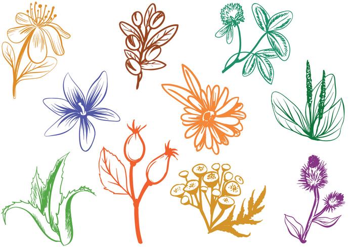 Free Cosmetics Herbs Vectors