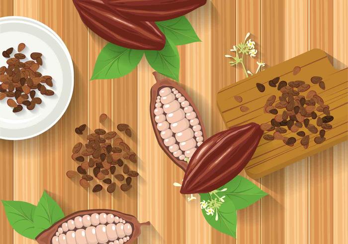 Ilustración libre de los granos de cacao vector