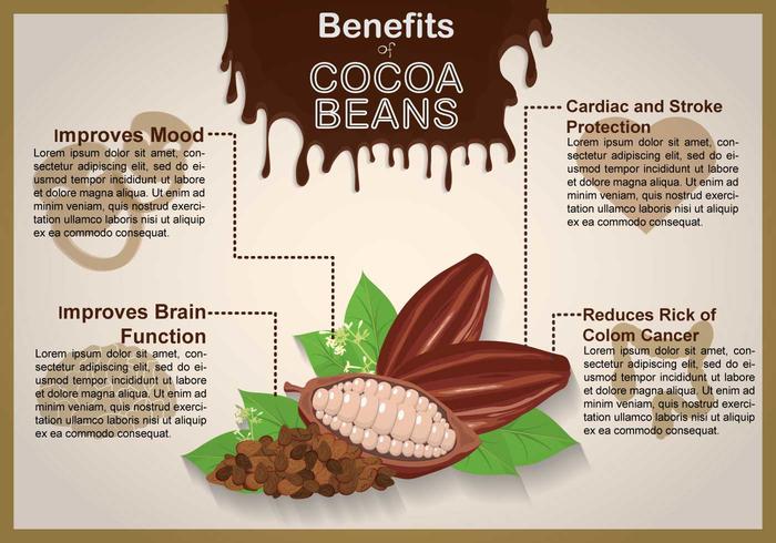 Ilustración libre del grano de cacao vector