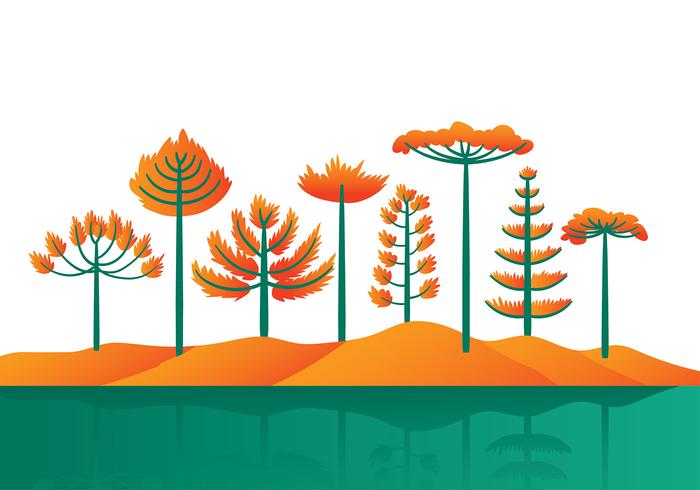 Araucaria Cartoon Vector