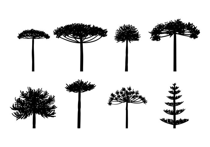 Araucaria Silhouette Vector