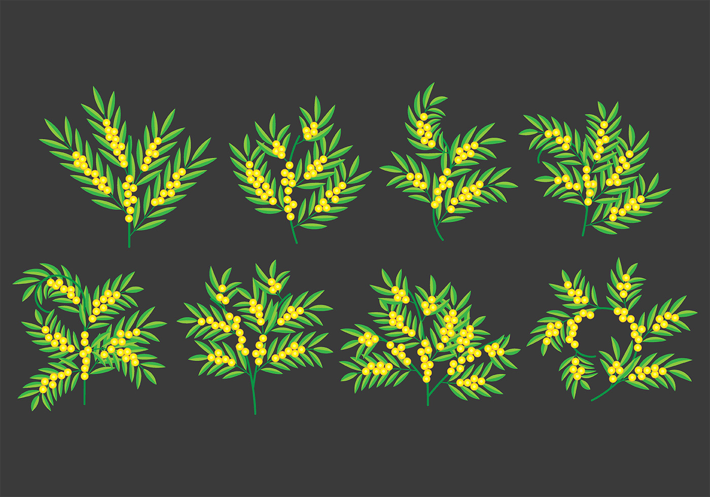 Mimosa Svg