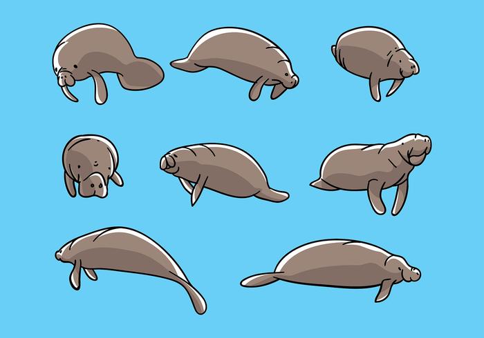 Manatee Illustration Vector