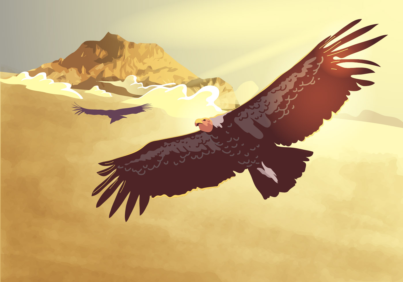 condor-flying-vector-124974-vector-art-at-vecteezy