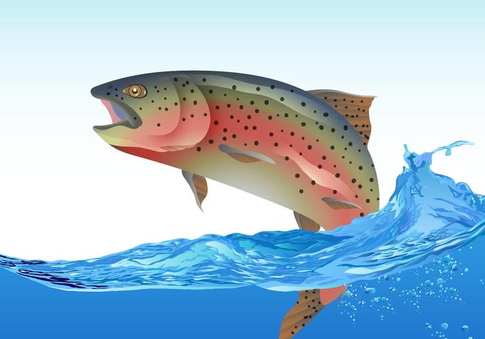 Rainbow Trout Jumping vector