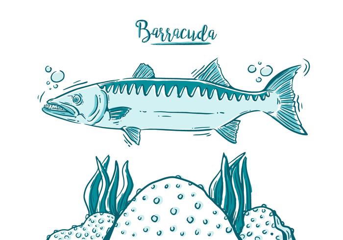 Barracuda Fish Gratis vector