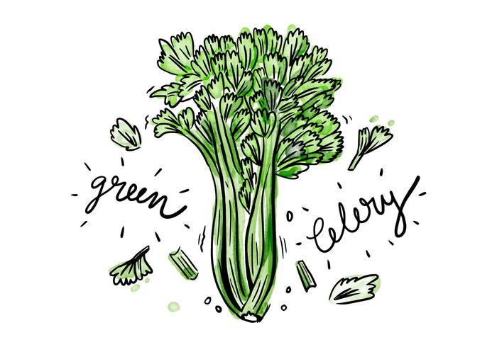 Free Celery Watercolor Vector