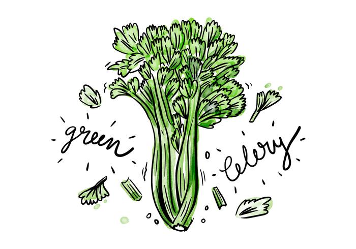Free Celery Watercolor Vector Free Celery Watercolor Vector