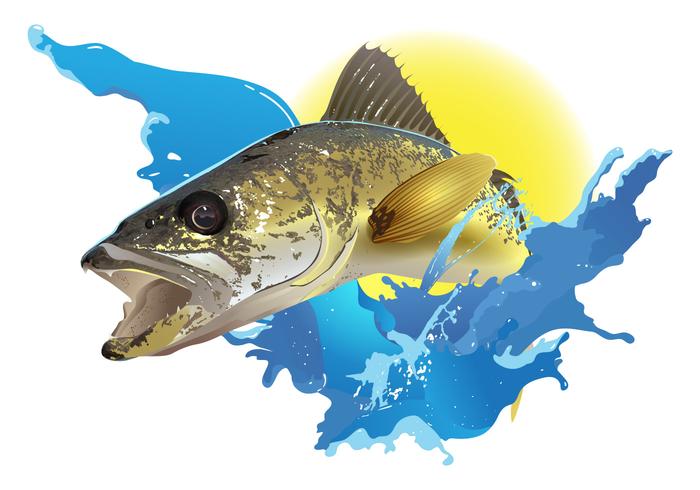 Walleye Jumping vector