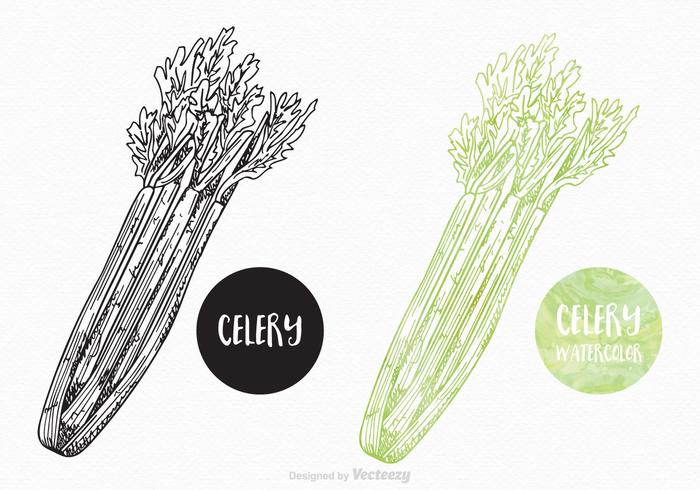 Free Hand Drawn Celery Vector Design