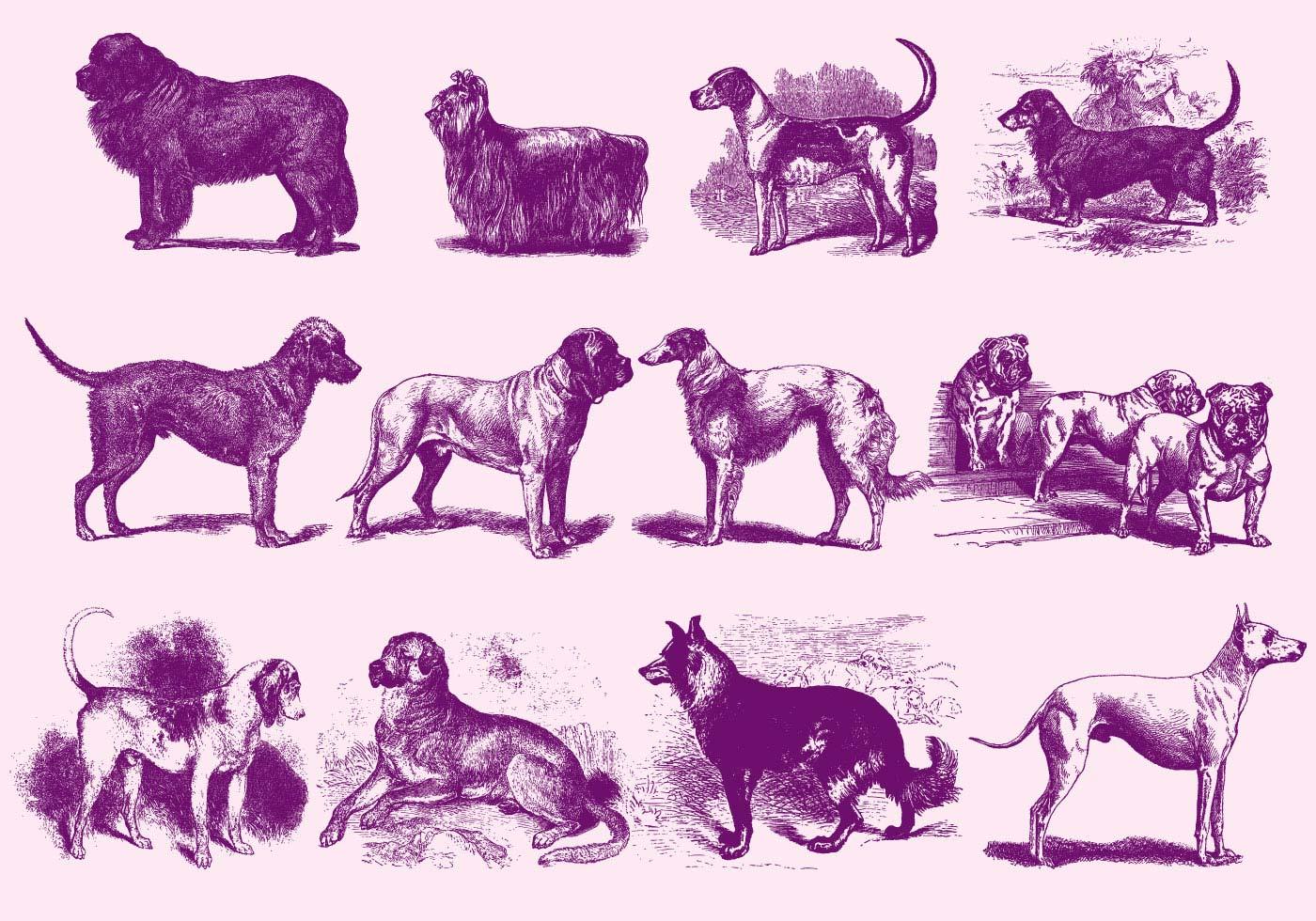 Vintage Purple Dog Illustrations vector