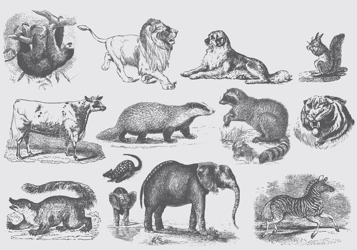 Gray Mammal Illustrations vector