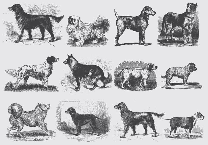 Vintage Gray Dog Illustrations vector