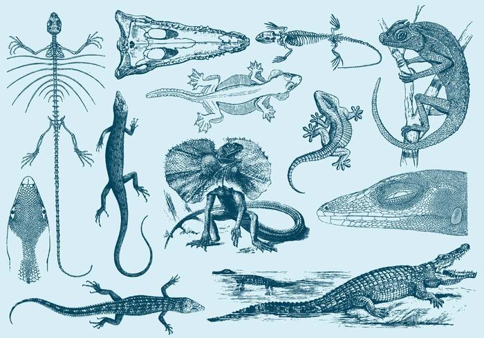 Vintage Lizard Illustrations vector