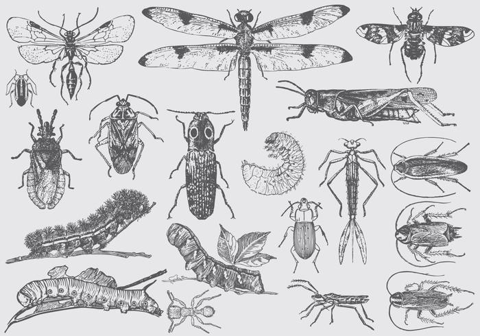 Insectos del insecto del vintage vector