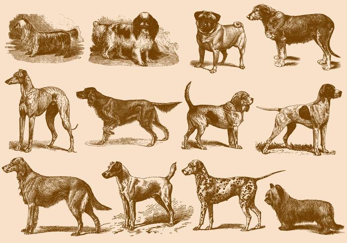 Ilustraciones del perro del marrón del vintage vector