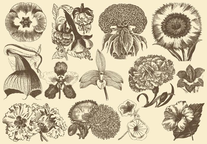 Vintage Exotic Flowers Vintage Exotic Flowers