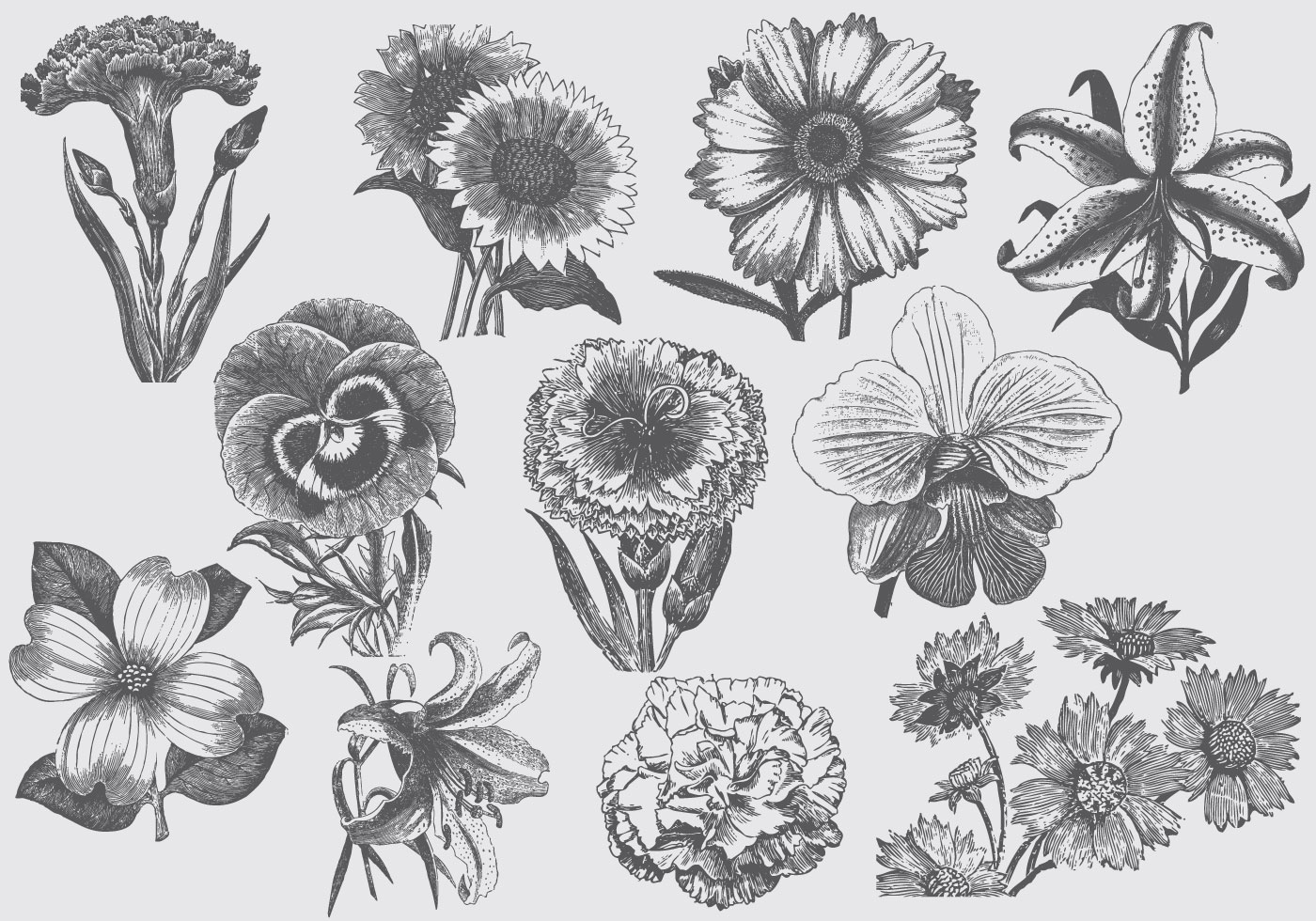 Flower Engraving Vector Art, Icons, and Graphics for Free Download