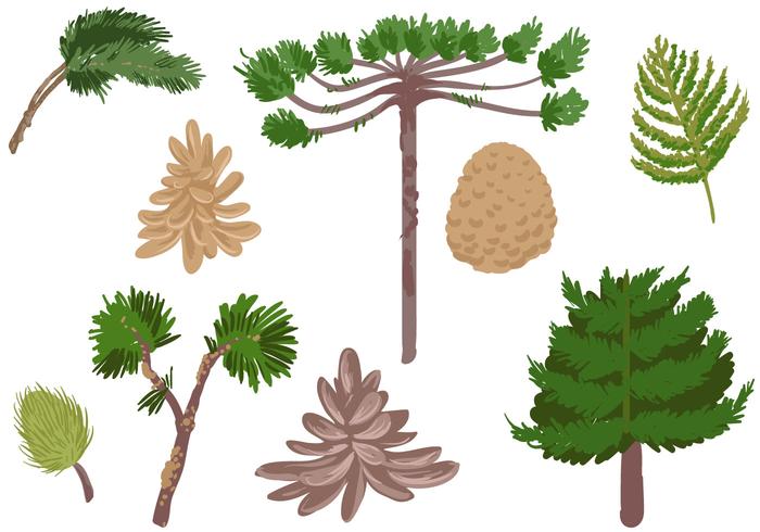 Free Conifer Vectors