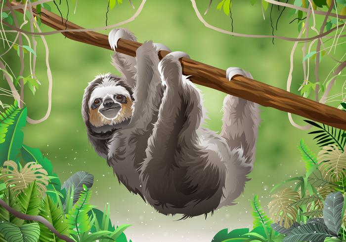 Sloth In Jungle Rainforest vector