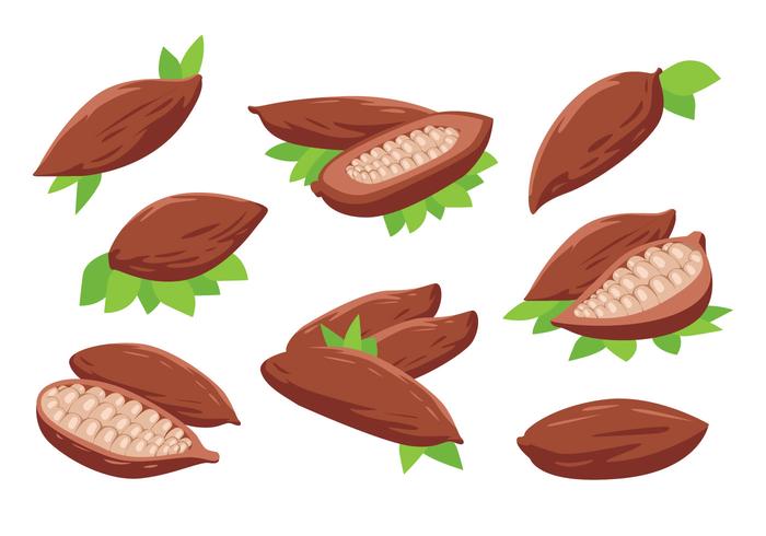 Cocoa Beans Vector