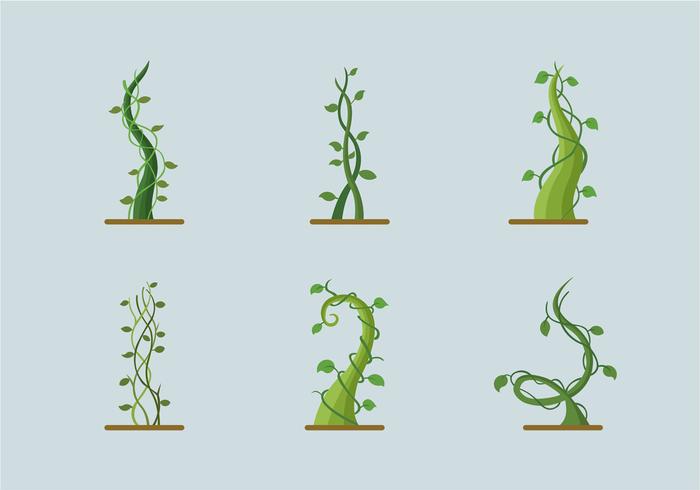 Green growing plant beanstalk vector