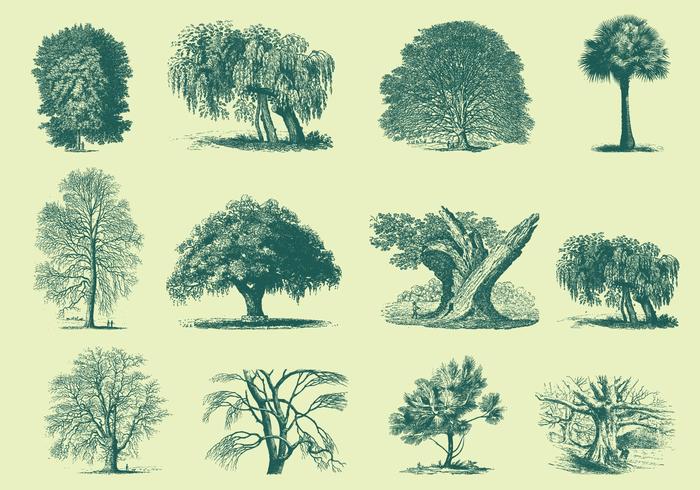Green Trees Ilustraciones vector
