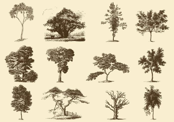 Sepia Trees Ilustraciones vector