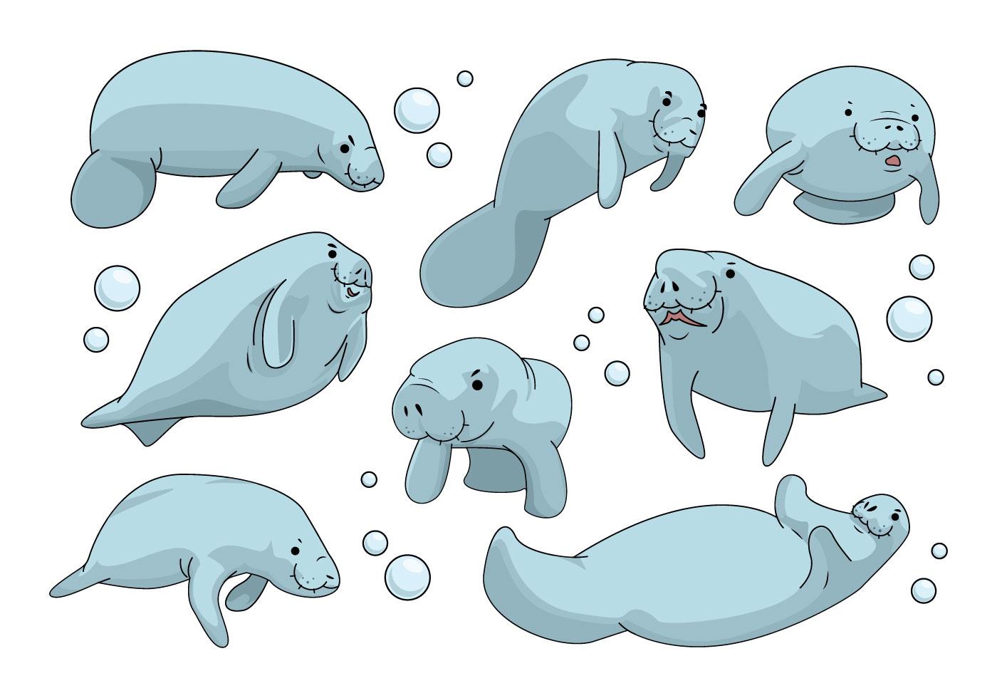 Free Manatee Vector 125952 Vector Art at Vecteezy
