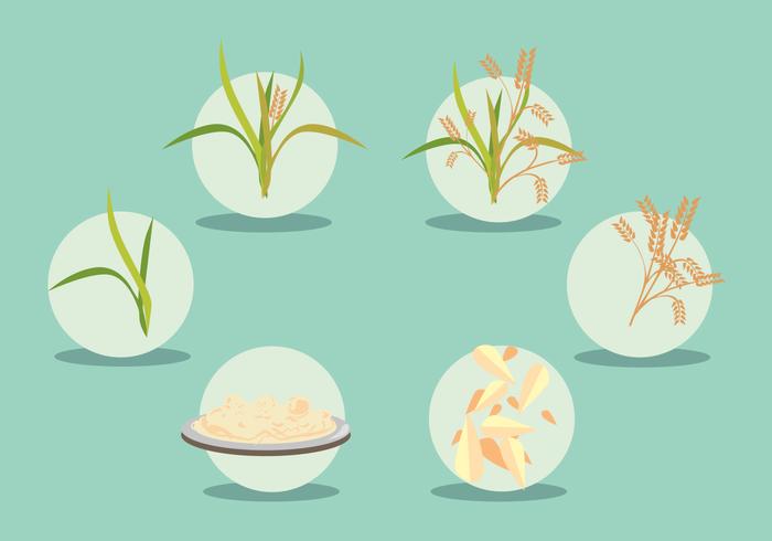 Rice Field Vector Set