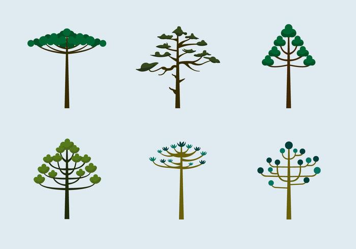 Araucaria trees vector flat