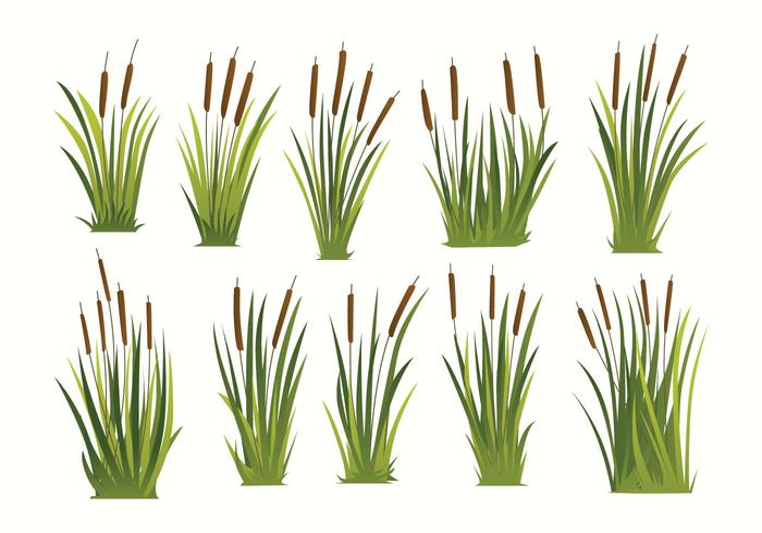 Vector Libre Cattails