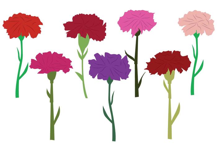 Carnation Vector