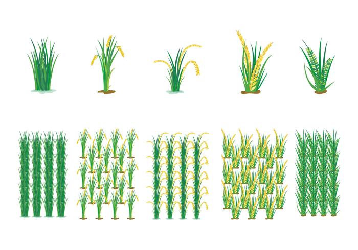 Farming Rice Field Vector