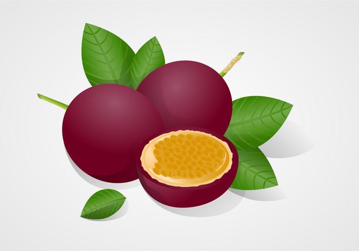 Free Fruit de la pasión ilustración vectorial vector