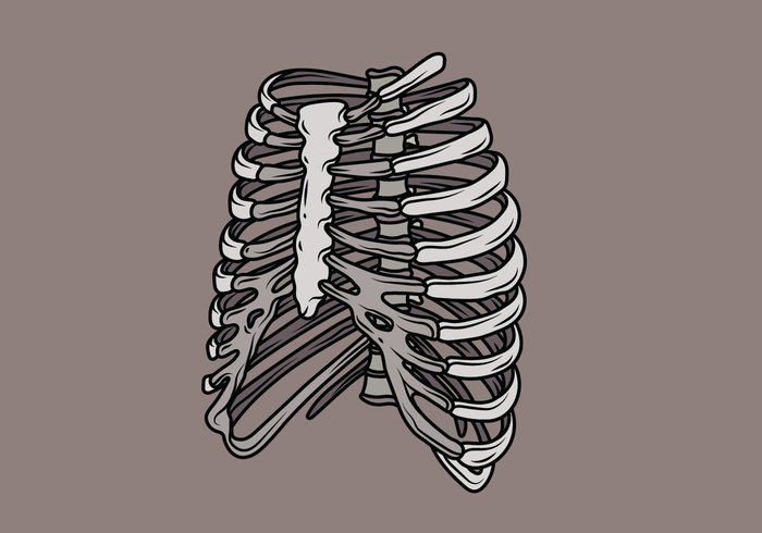 Ilustración de Ribcage vector