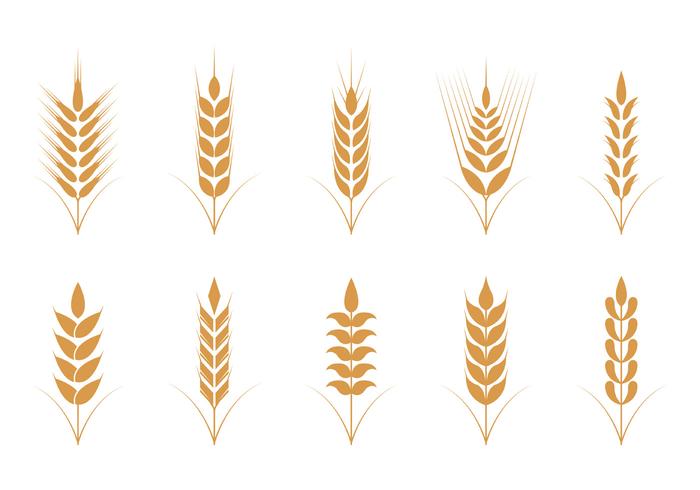 Oats Vector Icons